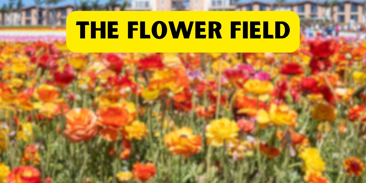 The Flower Fields at Carlsbad wedding venue with vibrant blooms and scenic views, perfect for outdoor ceremonies and receptions.