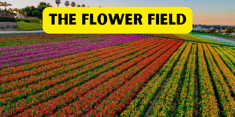 The Flower Fields venue in Carlsbad